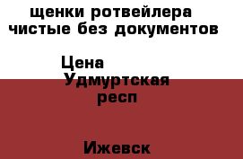 щенки ротвейлера   чистые без документов › Цена ­ 10 000 - Удмуртская респ., Ижевск г. Животные и растения » Собаки   . Удмуртская респ.,Ижевск г.